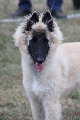 Étalon Berger Belge - Vlinka De La Vallée Du Grand Chêne