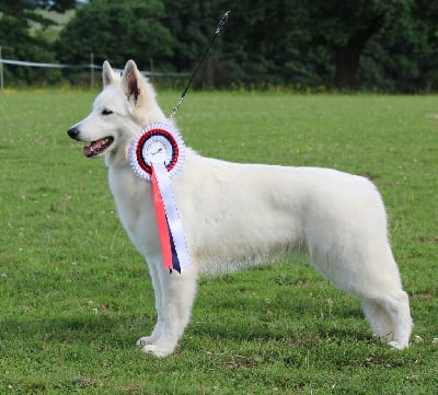 Étalon Berger Blanc Suisse - No one like you du Domaine Des Pertins