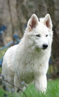 Étalon Berger Blanc Suisse - Tessla Du Domaine De La Fuste