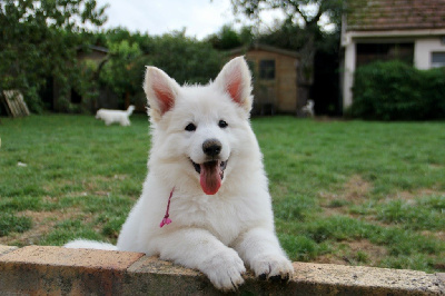 Étalon Berger Blanc Suisse - Vodka jazzyton spirit De La Vallée Du Rêve Blanc