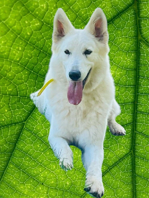 Étalon Berger Blanc Suisse - Louna du Domaine de Criska