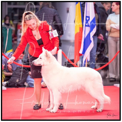 Étalon Berger Blanc Suisse - CH. Tzar De La Niche De Kristal