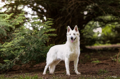 Étalon Berger Blanc Suisse - Te fiti Des Blancs De La Pierre Lune