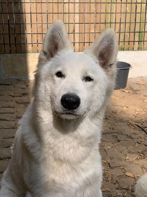 Étalon Berger Blanc Suisse - Uko of linde's white wolves