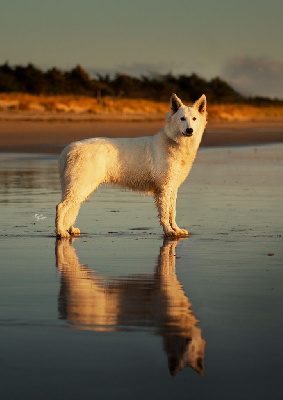 Étalon Berger Blanc Suisse - Telline du petit Duc Victoria