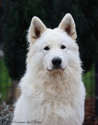 Étalon Berger Blanc Suisse - Shadow of light du Domaine Des Pertins