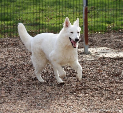 Étalon Berger Blanc Suisse - Ring of fire Du Clair de Brume