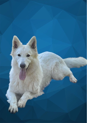 Étalon Berger Blanc Suisse - Toscane du Domaine de Criska