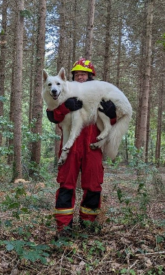 Étalon Berger Blanc Suisse - Surcouf-spirit des fantômes de la nuit