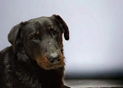 Étalon Berger de Beauce - Nahia de subeltz beaucerones