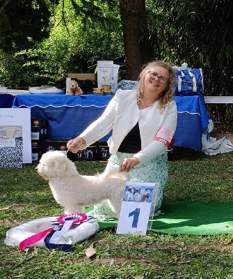 Étalon Bichon Frise - Tentation blanche de la Vallée aux Petits Chiens