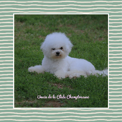 Étalon Bichon Frise - Unxia De La Clède Champtressac