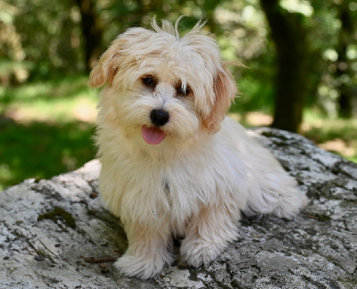 Étalon Bichon Havanais - U*mowgli blue Du Ker Fleury