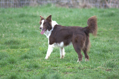 Étalon Border Collie - Tess Du Domaine De Louméo