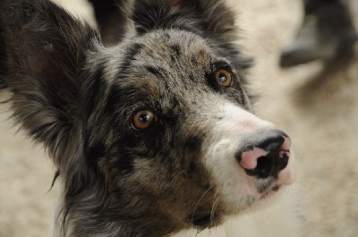 Étalon Border Collie - Toby Du Chêne Du Bois Marmont