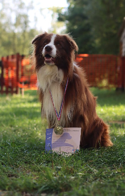 Étalon Border Collie - Urkan kleine draak van't vlassenhout