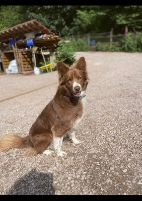 Étalon Border Collie - Attila (Sans Affixe)