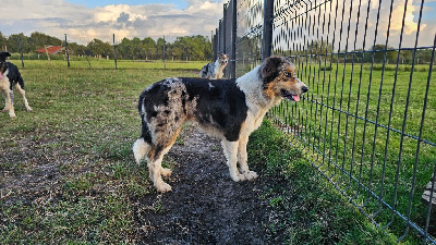 Étalon Border Collie - Kyalito's Te-ka