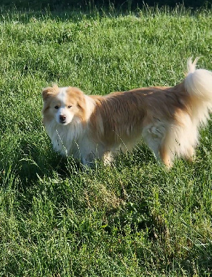 Étalon Border Collie - white water itsy bitsy Red river