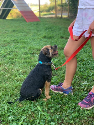 Étalon Border Terrier - Keywater Unstoppable