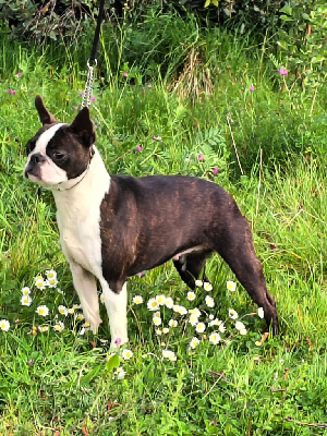 Étalon Boston Terrier - Sage comme une image Du grand fresnoy