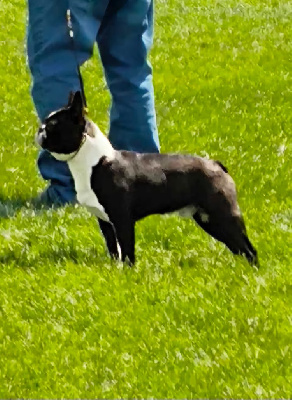 Étalon Boston Terrier - Faraon beauty gremlins