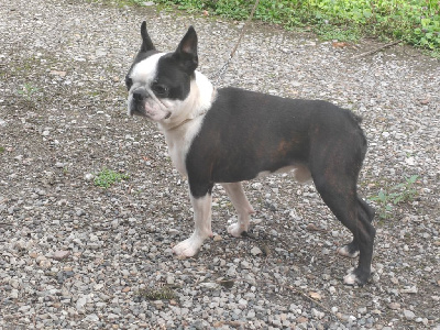 Étalon Boston Terrier - Toy boy Du grand fresnoy