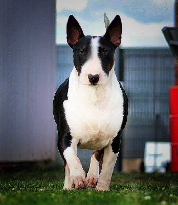 Étalon Bull Terrier - Tahitian black pearl Master Of Heart