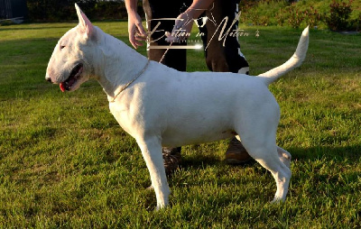 Étalon Bull Terrier - Bullyrun Rogue one