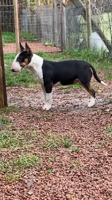 Étalon Bull Terrier Miniature - Tiny bull Des gardiens de gaia