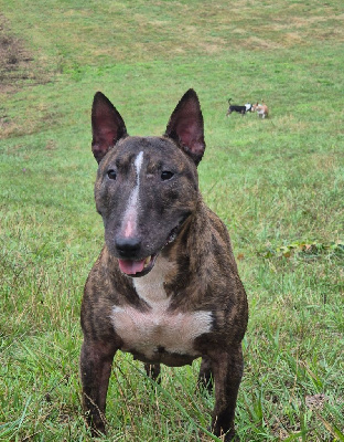 Étalon Bull Terrier Miniature - Niagara Of Kingdom Mini Bull