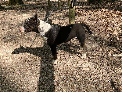 Étalon Bull Terrier Miniature - Shadow's bull Des gardiens de gaia