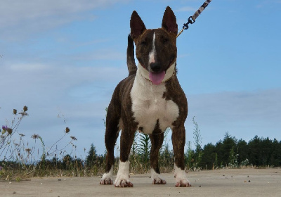 Étalon Bull Terrier Miniature - Star-light (Sans Affixe)