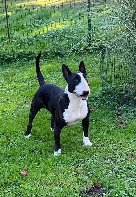 Étalon Bull Terrier - T' notre dame du moulin d'allamont