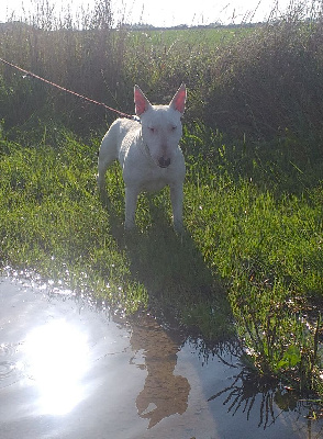 Étalon Bull Terrier - Tosca Des Terres Behennoises