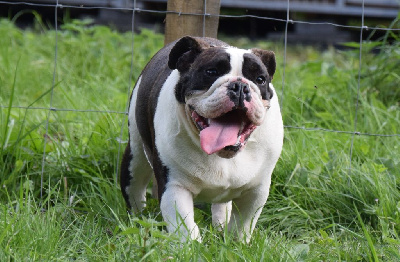 Étalon Bulldog Anglais - Vinca Du Mystère De La Belle Du Nil