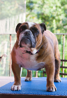 Étalon Bulldog Anglais - Oups la boum De La Combe Rousse