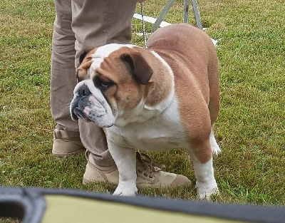 Étalon Bulldog Anglais - CH. Tod's Bulldogs Urania