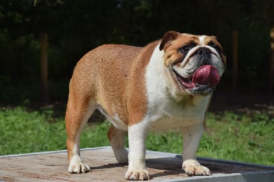 Étalon Bulldog Anglais - Universal lady Of Amchax