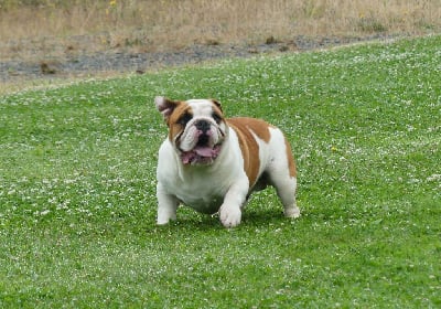 Étalon Bulldog Anglais - Ugolin Land van mechelaar