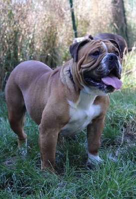 Étalon Bulldog continental - Urkanne De La Flamme Sacrée D'Hestia