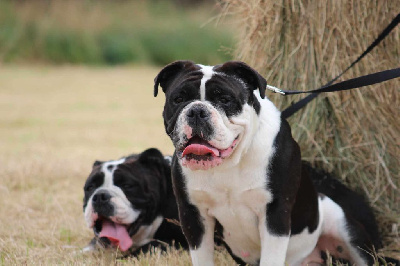 Étalon Bulldog continental - Scandy De La Flamme Sacrée D'Hestia