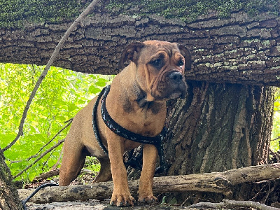 Étalon Bulldog continental - Vilaine beauté du val de gloire