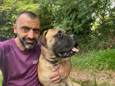 Étalon Bullmastiff - Valhalla nikobull's de la vallee des trois z