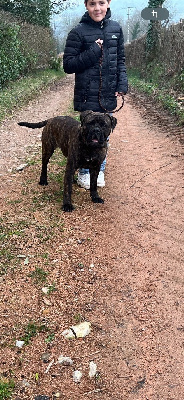 Étalon Bullmastiff - Ulla du biker à quatre pattes