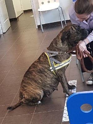 Étalon Bullmastiff - T'alaska Du Pays Feronnais