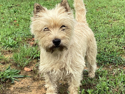 Étalon Cairn Terrier - Ttikia du Cèdre de Mazarin