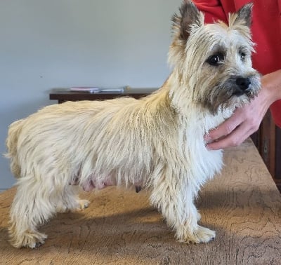 Étalon Cairn Terrier - Sydney des hirondelles du voyage