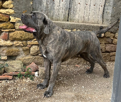 Étalon Cane Corso - Orion Des Sentinelles De Reveden