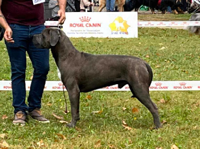 Étalon Cane Corso - Unico Des Diamants Du Colisée Jcm}